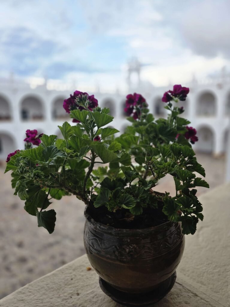 Convento San Felipe de Neri