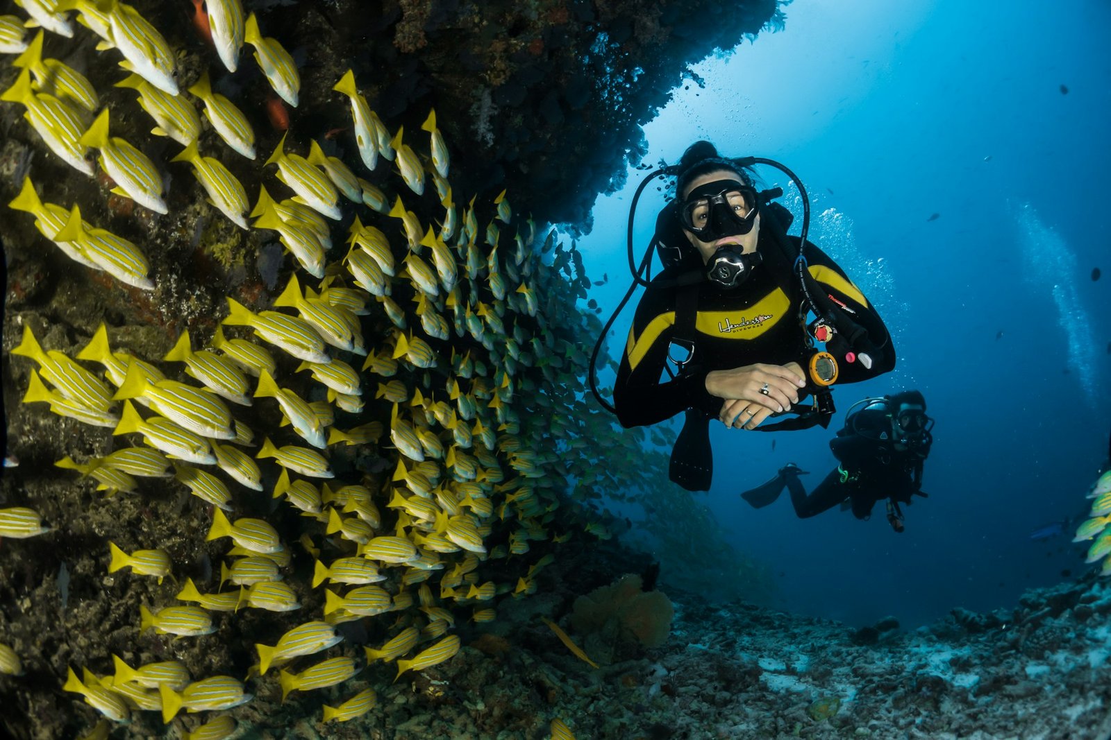 Tartaruga verde nadando em águas cristalinas de Mnemba Island com corais coloridos
