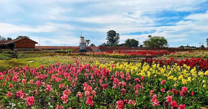 Holambra: guia completo para planejar a viagem à cidade das flores - Imagem do artigo original