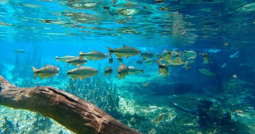 Passagens aéreas para Bonito a partir de R$ 475 ida e volta em voos diretos - Imagem do artigo original