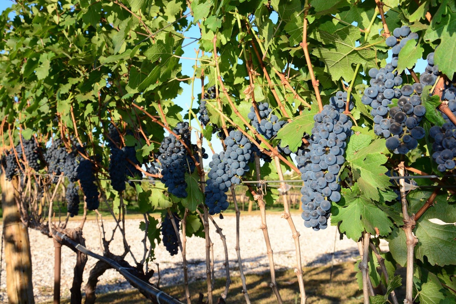 Rotas do Vinho eleva fluxo de turistas e receita das vinícolas no interior paulista - Imagem do artigo